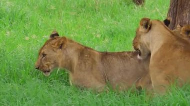 Afrika aslanı yakın çekim