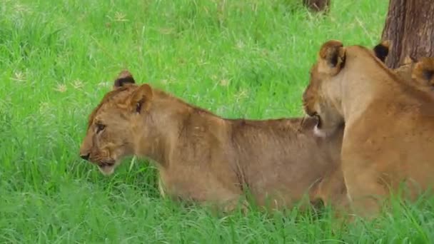 León africano de cerca — Vídeo de stock