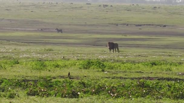 Samiec Lwa krater Ngorongoro — Wideo stockowe