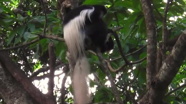 Macaco Colobus em Arusha NP — Vídeo de Stock