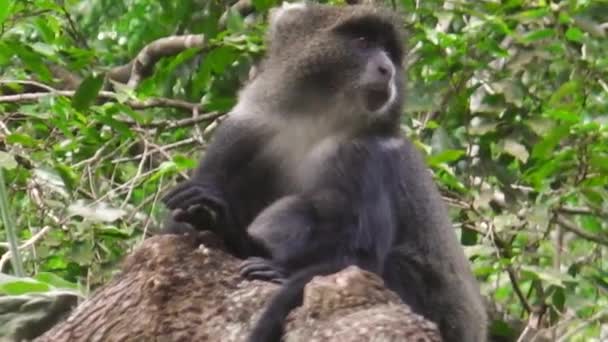 Blue Monkey in Arusha NP — Stock Video
