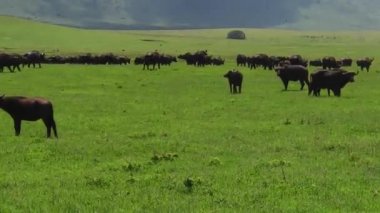 Afrika cape buffalos sürüsü