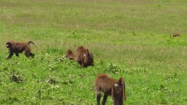 Paviáni v kráteru Ngorongoro — Stock video