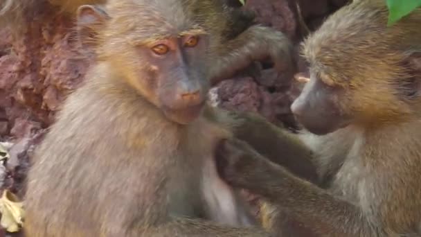 Baby baboons cleaning — Stock Video