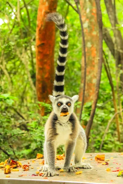 Ringtail Lemur de Madagáscar vertical — Fotografia de Stock