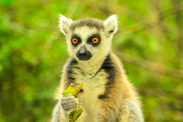 Lemur de Madagáscar retrato — Fotografia de Stock
