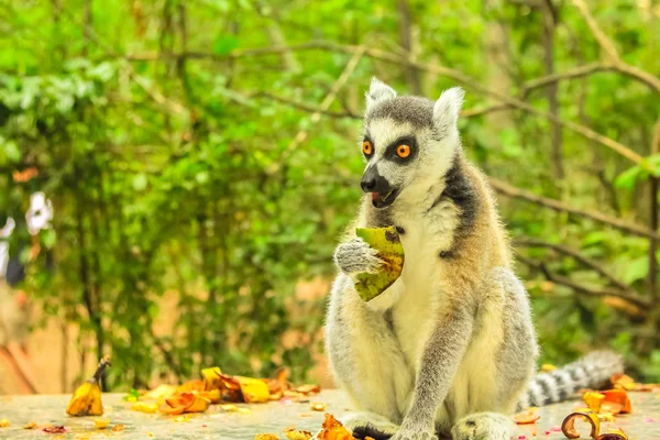 Lemur de Madagascar — Foto de Stock