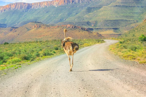 Ostrich on Karoo dirt road — Stock Photo, Image