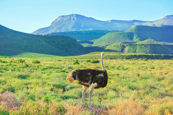 Ostrich in Karoo National Park — Stock Photo, Image