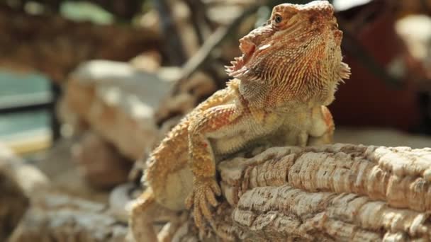 Vicino Pogona Vitticeps — Video Stock