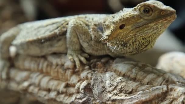 El Pogona Vitticeps — Vídeo de stock