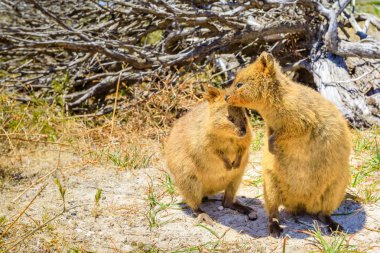 Çift Quokka