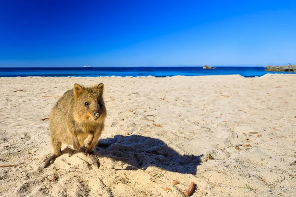 Quokka sahilde