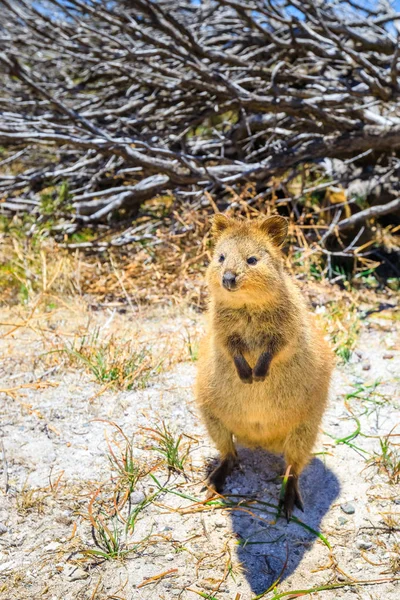 Quokka på Rottnest Island — Stockfoto