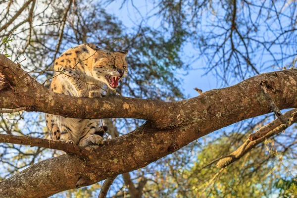 Aggressive Serval Sudáfrica — Foto de Stock