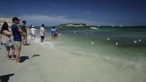 Hamelin Bay adelaarsroggen — Stockvideo