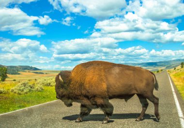 Yellowstone geçitte Buffalo