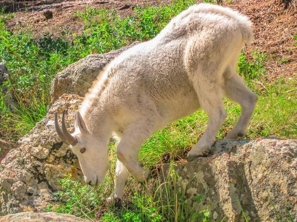 Cabra de montaña Dakota del Sur —  Fotos de Stock