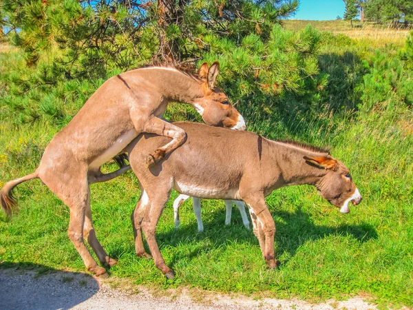 Wild Donkeys mating — Stock Photo, Image