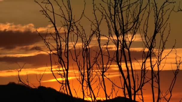 Tramonto inverno foresta sfondo — Video Stock