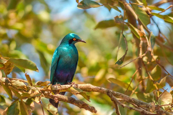 Cape starling in Kruger National Park — Stock Photo, Image