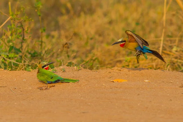 Apareamiento de aves abejareras de fachada blanca — Foto de Stock