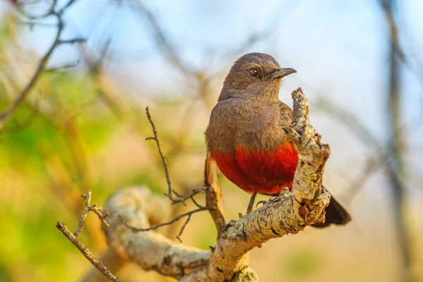 Chat Falaise Noir Rouge Moqueur Sur Arbre Dans Parc National — Photo