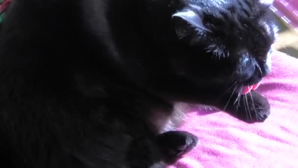 Cat cleaning paws — Stockvideo