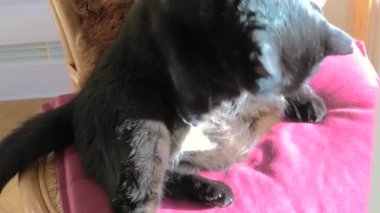 kara kedi temizlik