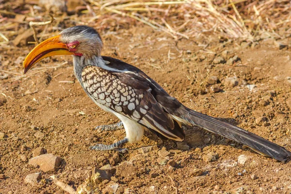 Südlicher Gelbschnabelvogel — Stockfoto