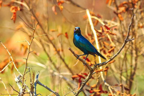 Blå Cape starling — Stockfoto