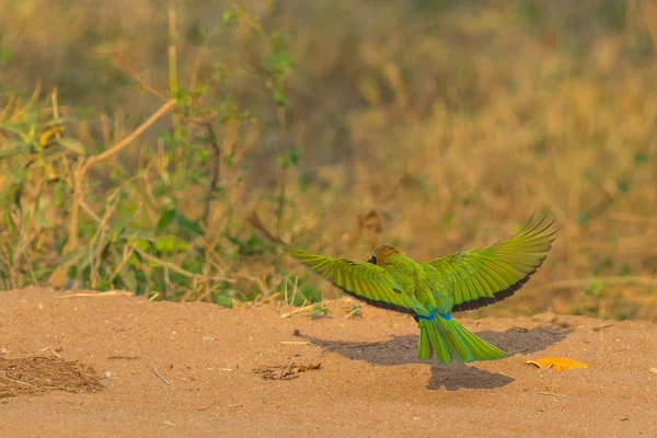 Pájaro come abejas de frente blanca volando — Foto de Stock