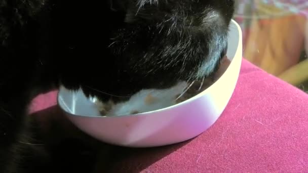 黒い猫が猫の肉のペットフード ボウルから餌をクローズ アップ — ストック動画