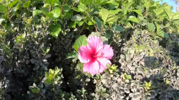Flor rosa de hibisco — Vídeos de Stock