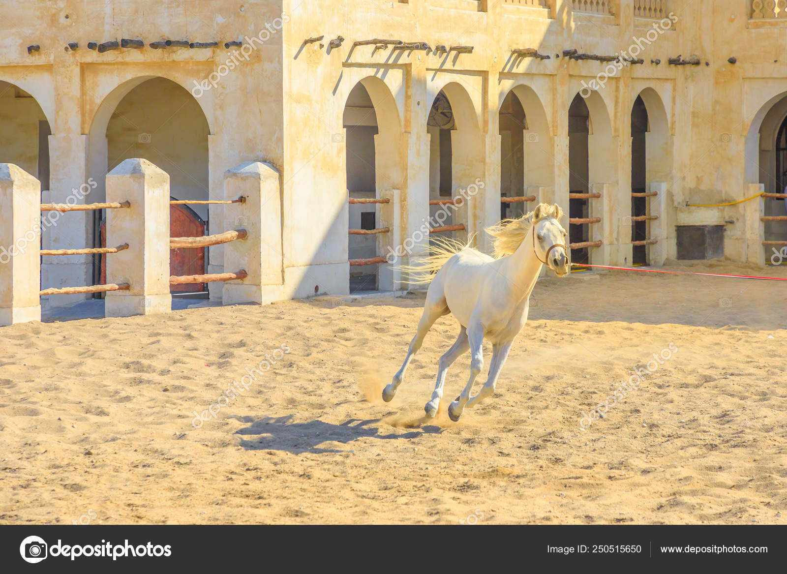 Arabian horse runs Doha — Stock Photo © bennymarty 250515650