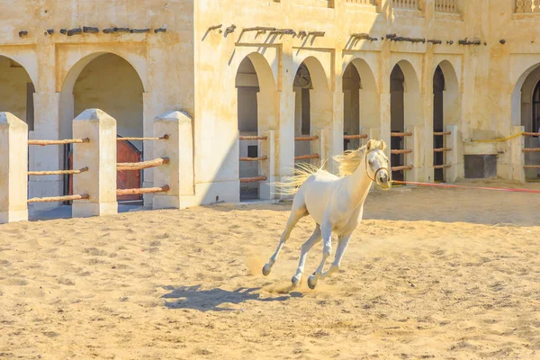 Arabský kůň běží Dauhá — Stock fotografie