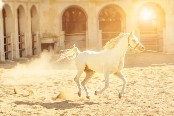 Arabische paard uitgevoerd — Stockfoto