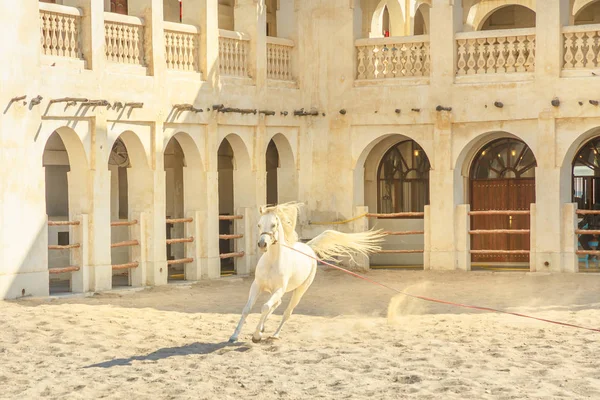 Arap atı Doha