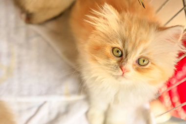 Türk Angora kedi seyir