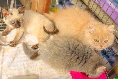 üç yavru kedi kafesi arıyor