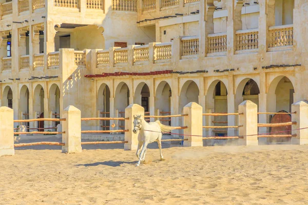 Cheval blanc arabe — Photo