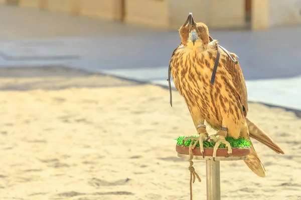 Falke bei falcon souq — Stockfoto