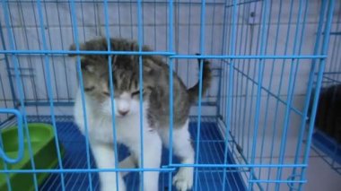 kafeste düşük kullu yavru kedi