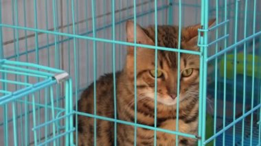 Yeşil gözlü Bengal kedisi