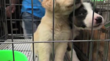 kafes içme köpek köpekleri