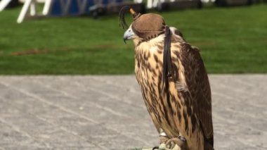 Falcon Souq Doha 'da Falcon