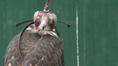 Falcon Souk 'ta Falcon