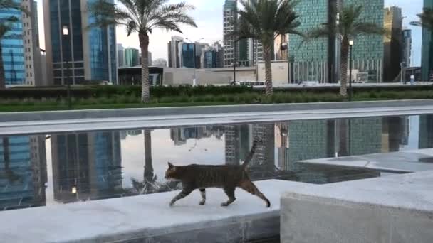 Doha skyline Cat — Stockvideo