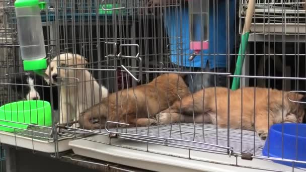 Cachorros en jaula bebiendo — Vídeos de Stock