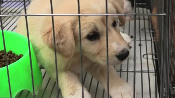 Cachorro perro en jaula — Vídeo de stock